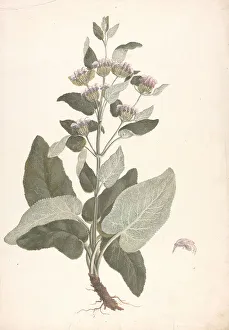 1730 1794 Prints: Phlomis Herba-venti L. Outline Habit Plant James Bruce