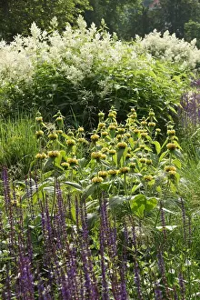 Jerusalem Prints: Phlomis russeliana, Russels Brandkraut