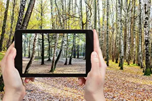 Cellphone Prints: photo of birch trees in forest in autumn weather concept - photographer takes photo of birch trees in forest in autumn