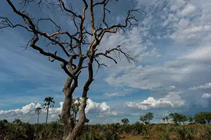 Botswana Prints: Photo of the dry landscape of the Jao Concession