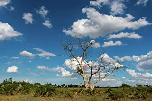 Botswana Prints: Photo of the dry landscape of the Jao Concession