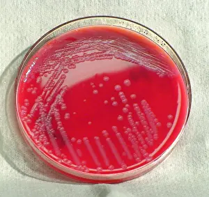 Microbiology Prints: This photograph depicts the colonial morphology displayed by Gram-positive Bacillus licheniformis bacteria
