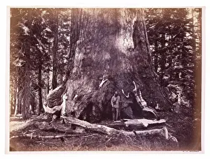 Photograph, Mariposa Grove, Grizzly Giant