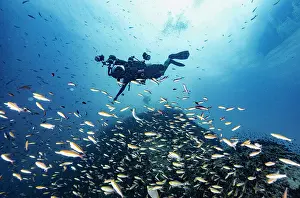 Diving Equipment Prints: Photographer exploring a reef at the gulf of Thailand close to Koh Tao