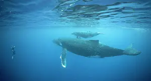 Nurturing Prints: Photographer is taking pictures of whales in the ocean near Moorea