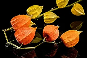 Flower Head Prints: Physalis on a black background. Flower head close-up