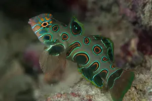 Malaysia Prints: Picturesque Dragonet, Synchiropus picturatus