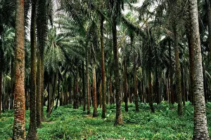 Plantation Prints: Picturesque scenery of palm trees plantation in tropical Costa Rica in summer