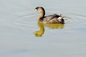 Feathered Prints: Pie billed grebePodilymbus podiceps winter plumage