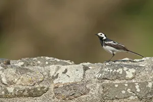 Pied Wagtail Male (Motacilla alba) perched on stone wall