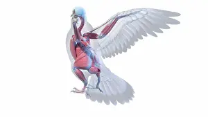 System Prints: Pigeon muscle anatomy, illustration
