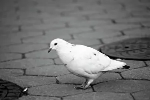 Walkway Prints: Pigeon on sidewalk