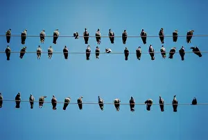 Animal Prints: Pigeons on a telephone wires, Pushkar, India