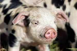Worlds Prints: Piglet (Sus scrofa domestica), on an organic farm