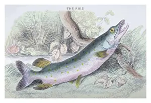 Prepare Prints: Pike, Ichthyology - Fish