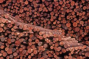 Pile Prints: Pile of logs