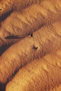 Adaptation Prints: Pinacate beetle (Genus Eleodes) crossing sand dune