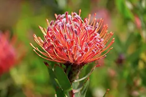 Pincushion Protea (Leucospermum species)