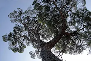 Toskana Prints: Pine in the Boboli gardens in Florence Pine in the Boboli gardens in Florence