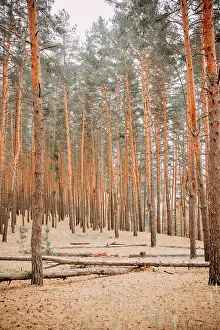 Mystery Prints: pine forest on a morning autumn day