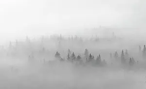 Weather Prints: Pine forest trees in mist and fog deep in the Maine woods