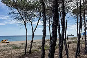 Coast Prints: Pine grove on the beach with a yellow tretoot and in the distance the tower Torre Di Bari Sardo
