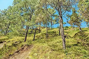 Coniferales Prints: Pine plant in forest in Naagari Gaon, Bhowali, Bimtal road Sukha, Uttarakhand, India, Asia