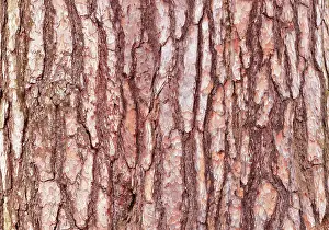 Timber Prints: Pine tree bark texture. Pine tree bark texture