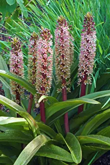 Growing Prints: Pineapple flower, Eucomis comosa bicolour, Mauve coloured flowers growing outdoor