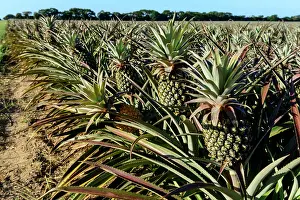 Zulu Kingdom Prints: Pineapple (pine apple) farming. Hluhluwe. KwaZulu Natal. South Africa