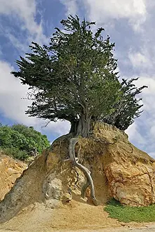Stones Prints: Pineapple Rock with a macrocarpaea tree
