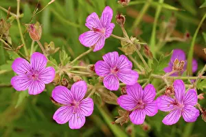 Wyoming Prints: Pineywoods Geranium (Geranium caespitosum) close-up of flowers, Wyoming, U.S.A