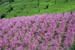 Pink Prints: Pink almond blossom, near Cesaro, Sicily, Italy, Europe