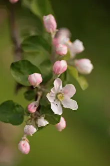 Apple Prints: Pink Apple Tree flowers in close-up