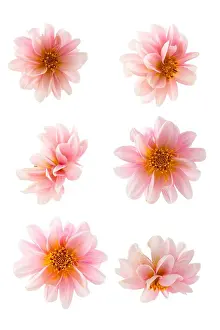 Pastel Prints: Pink dahlia head flowers close up isolated on a white background
