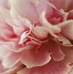 Scandinavian Peninsula Prints: Pink flower, close-up
