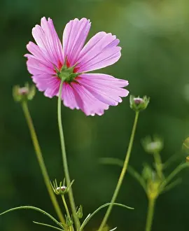 Scandinavian Peninsula Prints: Pink flower, close-up