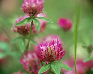 Scandinavian Peninsula Prints: Pink flowers, close-up