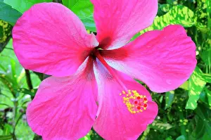 Petals Prints: Pink Hibiscus flower, Mexico Veracruz Papantla