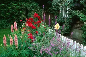 Pink lupins and red roses against white picket fence in country garden in summer