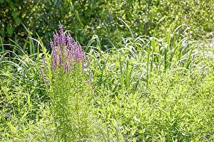 Rosy Prints: Pink (Lythrum Salicaria) growing in a meadow close to the river under the warm summer sun
