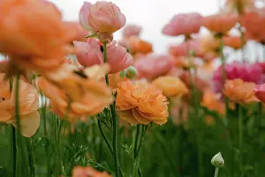 Springtime Prints: Pink and peach colored flower fields