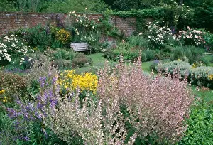 Perennials Prints: Pink perennial salvia in summer border in large walled country garden