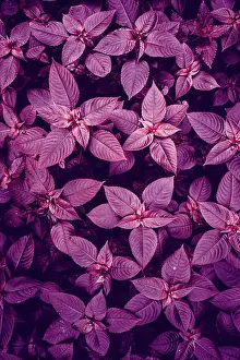 Moody Prints: pink and purple plant leaves in the nature in springtime