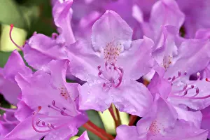 Nahaufnahme Prints: Pink Rhododendron flower petals
