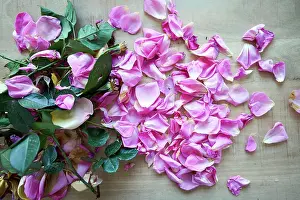 Flower Head Prints: Pink roses without petals on a wooden table