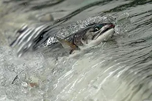 Cascade Prints: Pink salmon (Oncorhynchus gorbuscha) jumping up a waterfall on their way to spawning grounds