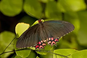 Butter Fly Prints: Pink-spotted Cattleheart Butterfly (Parides photinus)