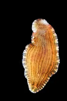 Invertebrate Prints: Placobdella leech in the family Glossiphoniidae