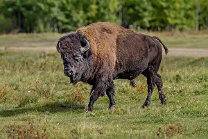 Herd Prints: Plains Bison (Bison bison bison) Buffalo male, Elk Island Park, Alberta, Canada